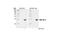 c-Myc antibody, 2278T, Cell Signaling Technology, Western Blot image 