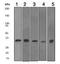 Annexin A5 antibody, ab108194, Abcam, Western Blot image 