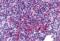 Zinc Finger Protein 687 antibody, MBS150463, MyBioSource, Immunohistochemistry frozen image 