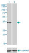 CCAAT/enhancer-binding protein epsilon antibody, LS-C196895, Lifespan Biosciences, Western Blot image 