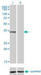 CCAAT Enhancer Binding Protein Epsilon antibody, LS-C196895, Lifespan Biosciences, Western Blot image 