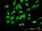 PDZ Binding Kinase antibody, H00055872-M07, Novus Biologicals, Immunofluorescence image 
