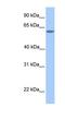 Testis Expressed Metallothionein Like Protein antibody, NBP1-59090, Novus Biologicals, Western Blot image 