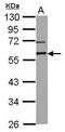 GA Binding Protein Transcription Factor Subunit Alpha antibody, PA5-27735, Invitrogen Antibodies, Western Blot image 