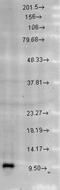 Heat Shock Protein Family E (Hsp10) Member 1 antibody, NB110-11473, Novus Biologicals, Western Blot image 