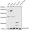 80 kDa MCM3-associated protein antibody, 16-211, ProSci, Western Blot image 
