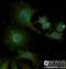 Glucagon Like Peptide 1 Receptor antibody, NBP1-97308, Novus Biologicals, Immunocytochemistry image 