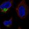 Transmembrane And Coiled-Coil Domains 4 antibody, HPA014620, Atlas Antibodies, Immunocytochemistry image 