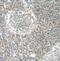 POM121 Transmembrane Nucleoporin antibody, FNab06636, FineTest, Immunohistochemistry frozen image 