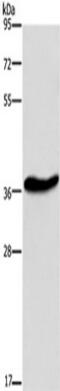 G Protein-Coupled Receptor 78 antibody, TA351236, Origene, Western Blot image 