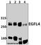 Multiple EGF Like Domains 8 antibody, A12840-1, Boster Biological Technology, Western Blot image 