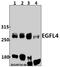 Multiple epidermal growth factor-like domains protein 8 antibody, A12840-1, Boster Biological Technology, Western Blot image 