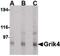 Glutamate receptor, ionotropic kainate 4 antibody, PA5-20453, Invitrogen Antibodies, Western Blot image 