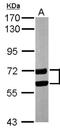 Copine 1 antibody, NBP1-32194, Novus Biologicals, Western Blot image 