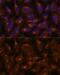 Interferon Induced Transmembrane Protein 3 antibody, GTX35214, GeneTex, Immunocytochemistry image 