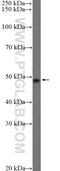 Transmembrane Protein 117 antibody, 21314-1-AP, Proteintech Group, Western Blot image 