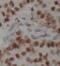 Nuclear Mitotic Apparatus Protein 1 antibody, FNab05912, FineTest, Immunohistochemistry frozen image 