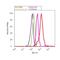 SH2 and PH domain-containing adapter protein APS antibody, PA1-1062, Invitrogen Antibodies, Flow Cytometry image 