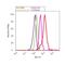 SH2B Adaptor Protein 2 antibody, PA1-1062, Invitrogen Antibodies, Flow Cytometry image 