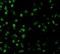 Sterile Alpha And TIR Motif Containing 1 antibody, NBP1-77200, Novus Biologicals, Immunofluorescence image 