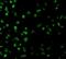 Sterile alpha and TIR motif-containing protein 1 antibody, NBP1-77200, Novus Biologicals, Immunofluorescence image 