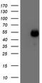 Myocyte-specific enhancer factor 2C antibody, TA502552S, Origene, Western Blot image 