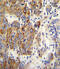 Cytochrome P450 Family 2 Subfamily B Member 6 antibody, 55-629, ProSci, Immunohistochemistry frozen image 