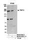 Probable E3 ubiquitin-protein ligase TRIP12 antibody, NB100-97822, Novus Biologicals, Western Blot image 