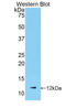 Gro antibody, LS-C295614, Lifespan Biosciences, Western Blot image 