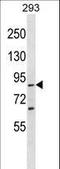 Spartin antibody, LS-C161445, Lifespan Biosciences, Western Blot image 