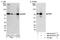 URI1 Prefoldin Like Chaperone antibody, NB100-59778, Novus Biologicals, Western Blot image 