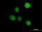 TRNA Splicing Endonuclease Subunit 2 antibody, H00080746-B01P, Novus Biologicals, Immunofluorescence image 