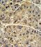 Collagen Type VI Alpha 1 Chain antibody, PA5-13533, Invitrogen Antibodies, Immunohistochemistry frozen image 