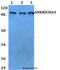 Ankyrin Repeat Domain 20 Family Member A3 antibody, LS-C411884, Lifespan Biosciences, Western Blot image 