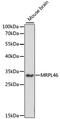 Mitochondrial Ribosomal Protein L46 antibody, A15428, ABclonal Technology, Western Blot image 