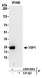 VHL Binding Protein 1 antibody, A305-403A, Bethyl Labs, Immunoprecipitation image 