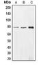 Enoyl-CoA Hydratase And 3-Hydroxyacyl CoA Dehydrogenase antibody, LS-C352144, Lifespan Biosciences, Western Blot image 