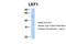 Lymphoid Enhancer Binding Factor 1 antibody, 27-587, ProSci, Western Blot image 