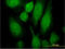 RAB3A, Member RAS Oncogene Family antibody, LS-C198045, Lifespan Biosciences, Immunofluorescence image 