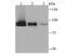 Programmed Cell Death 6 Interacting Protein antibody, NBP2-75403, Novus Biologicals, Western Blot image 