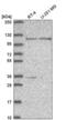 Jade Family PHD Finger 3 antibody, NBP2-55990, Novus Biologicals, Western Blot image 