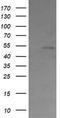 Cbl Proto-Oncogene C antibody, TA505071BM, Origene, Western Blot image 