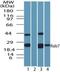 RAB7A, Member RAS Oncogene Family antibody, NBP2-24591, Novus Biologicals, Western Blot image 
