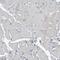Zinc Finger And BTB Domain Containing 21 antibody, PA5-55141, Invitrogen Antibodies, Immunohistochemistry frozen image 