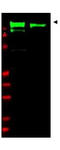 EGFR antibody, A00023-1, Boster Biological Technology, Western Blot image 