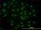 S-Phase Kinase Associated Protein 1 antibody, H00006500-M01, Novus Biologicals, Immunofluorescence image 