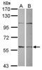 Glutamate Rich WD Repeat Containing 1 antibody, PA5-31238, Invitrogen Antibodies, Western Blot image 