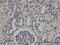 Zinc Finger Protein 266 antibody, H00010781-M02, Novus Biologicals, Immunohistochemistry paraffin image 