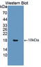 Insulin Like 3 antibody, LS-C688163, Lifespan Biosciences, Western Blot image 