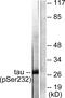 Tyrosine 3-Monooxygenase/Tryptophan 5-Monooxygenase Activation Protein Theta antibody, PA5-38396, Invitrogen Antibodies, Western Blot image 